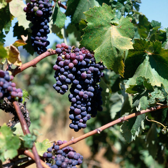 The Coming of Age of Pinotage