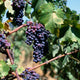 The Coming of Age of Pinotage