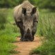 Care for Wild Wines: The Wine Brand Helping to Save Endangered Rhinos