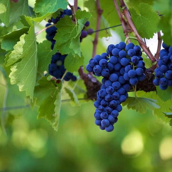Aglianico: 'The Barolo of the South'