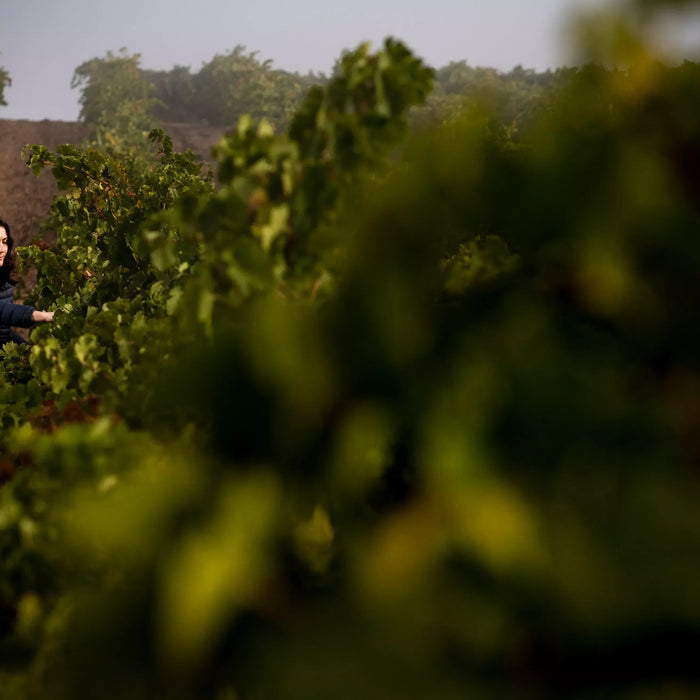 Verdejo – The Green, Green Grape of Spain