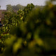Verdejo – The Green, Green Grape of Spain