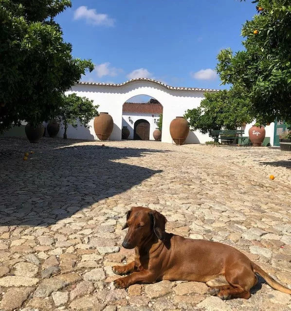 Cortes de Cima: The Portuguese wines that started life outside the law