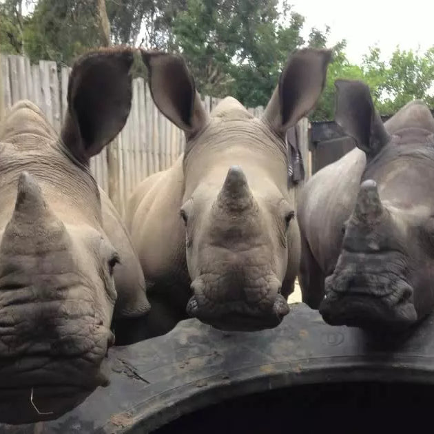 How Care for Wild Wines have helped rescue and rehabilitate orphaned rhinos