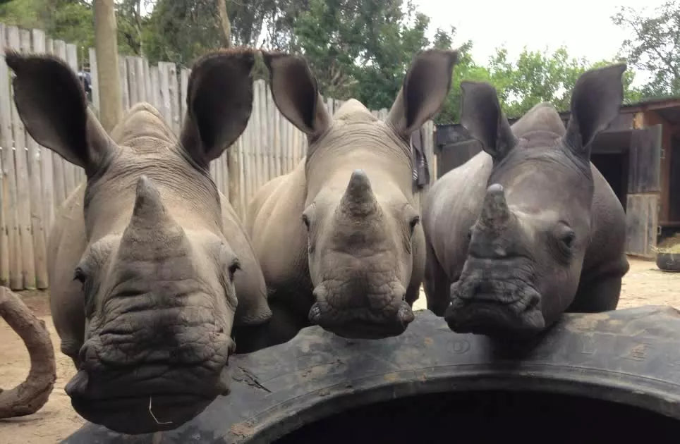 How Care for Wild Wines have helped rescue and rehabilitate orphaned rhinos