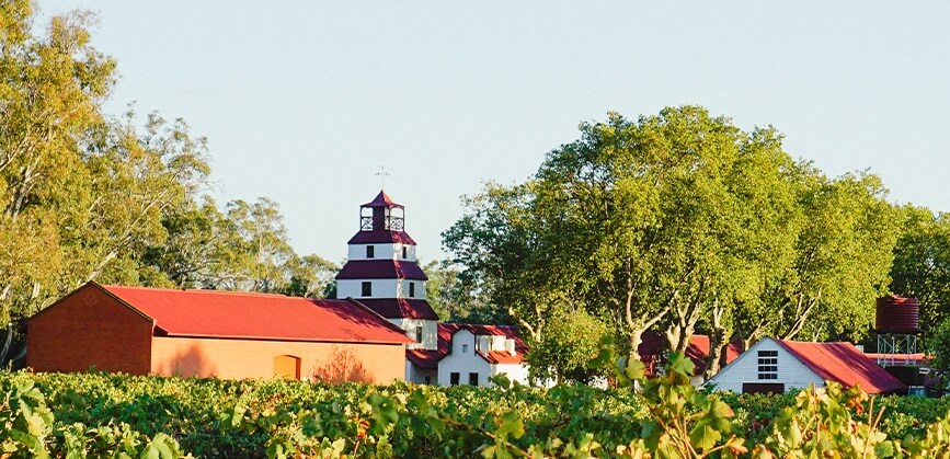 A Spanish Grape, an Australian Legend: The Story Behind Dalfarras Albariño