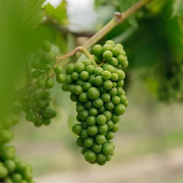 What makes a wine vegetarian or vegan?