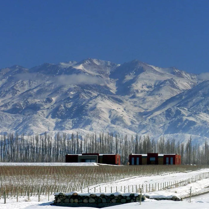 South American Wines with Altitude