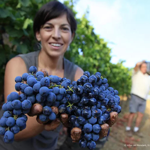 Priorat: Robust reds from a glittering landscape