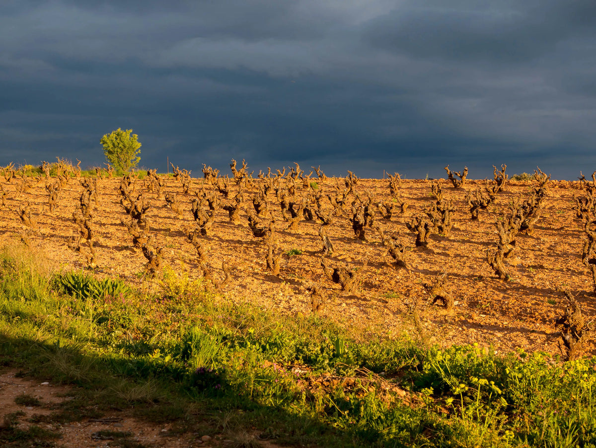 How is Ribera del Duero wine different from Rioja?