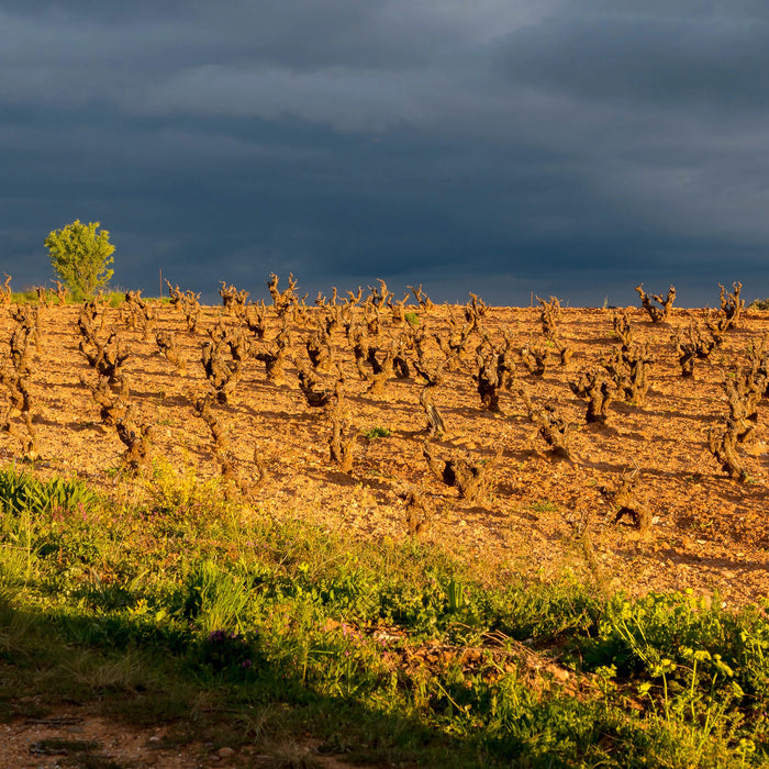 How is Ribera del Duero wine different from Rioja?
