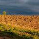 How is Ribera del Duero wine different from Rioja?